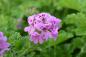 Preview: Pelargonie, Duft-  "Bourbon"  (Pflanze)